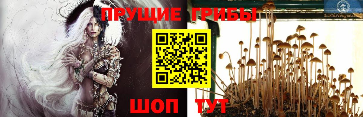 Псилоцибиновые грибы Psilocybe Нурлат